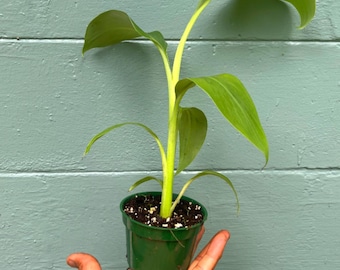 May include: A small potted Icecream banana plant with vibrant green leaves and a light green stem. The plant is in a dark green pot, held in a hand against a teal-colored wooden background. The text "Icecream banana" is at the bottom.