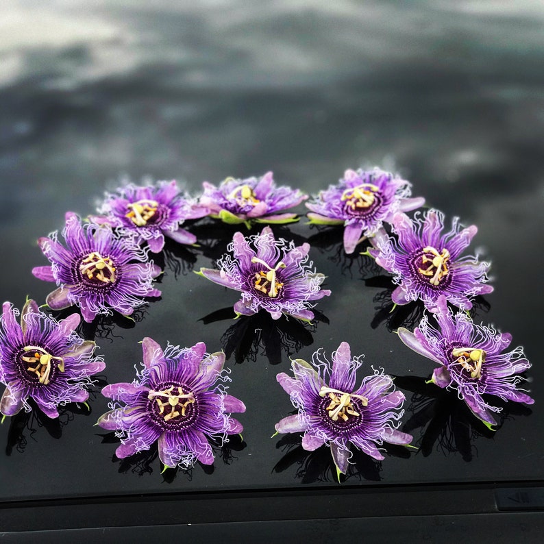 May include: A close-up of nine purple passion flowers arranged in a circle on a black surface. The flowers have white edges and yellow centers.