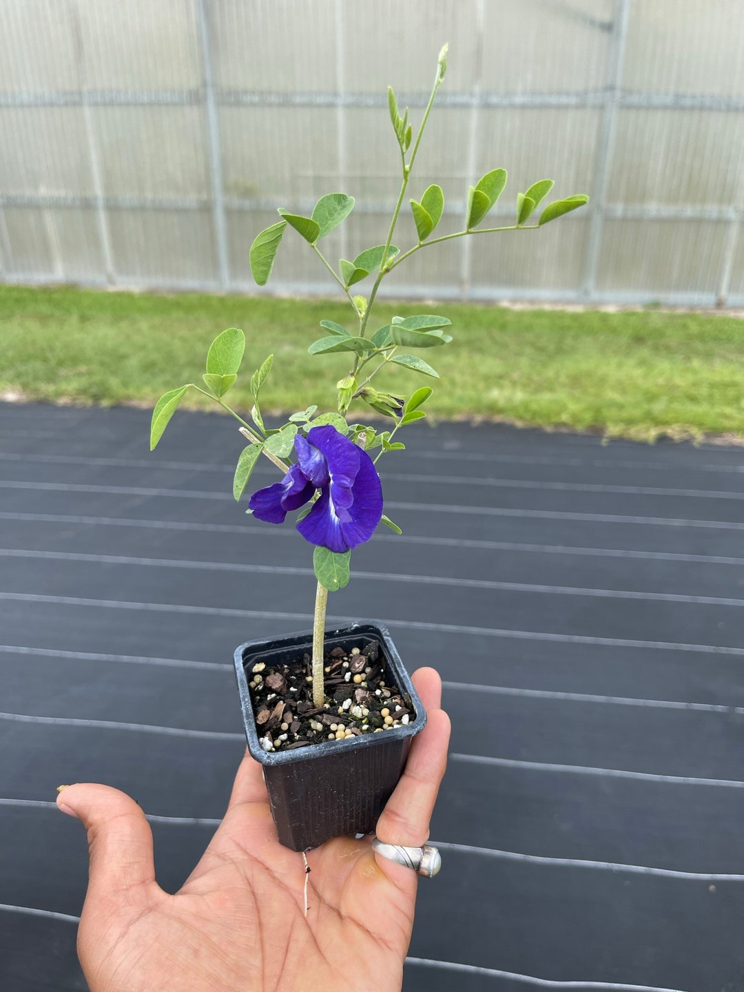 Live Plant Butterfly Pea Flower Plant Etsy
