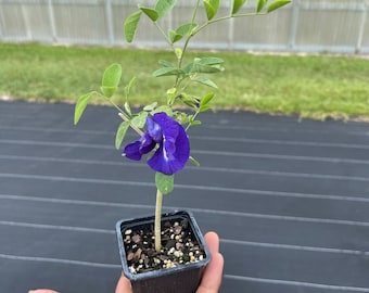 Live plant- Butterfly pea flower plant