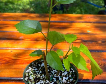 Lion’s Tail Red Hibiscus – Rare Pom-Pom Hibiscus – Live Plant