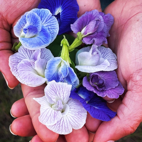 Mix color butterfly pea seeds