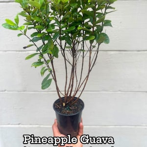 May include: A small potted pineapple guava plant with green leaves and brown stems. The plant is in a black plastic pot. The text "Pineapple Guava (Acca sellowiana)" is written below the plant.