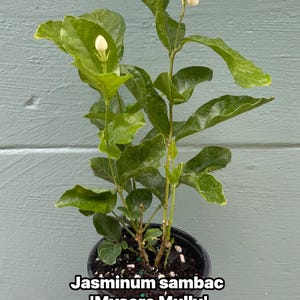 May include: A potted Jasminum sambac 'Mysore Mully' plant with vibrant green leaves and white flowers. The plant is in a black pot, held by a hand, against a light blue-green wooden background.