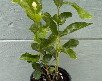 Jasminum sambac ‘Mysore Mulli’ – Arabian Jasmine – 4” Pot