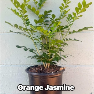 May include: A potted Orange Jasmine plant with vibrant green leaves and slender stems. The plant is in a black plastic pot, held against a light gray wall. The text "Orange Jasmine" is displayed at the bottom.