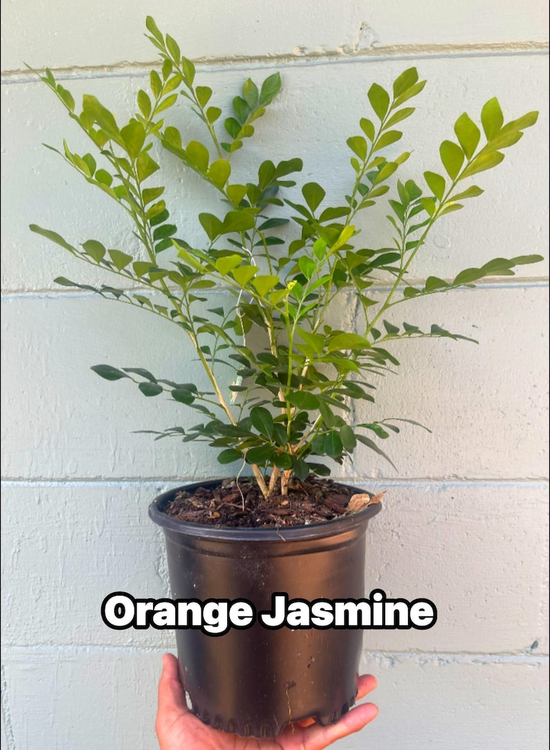 Plantsages Orange Jasmine Plant - Thumbnail 4