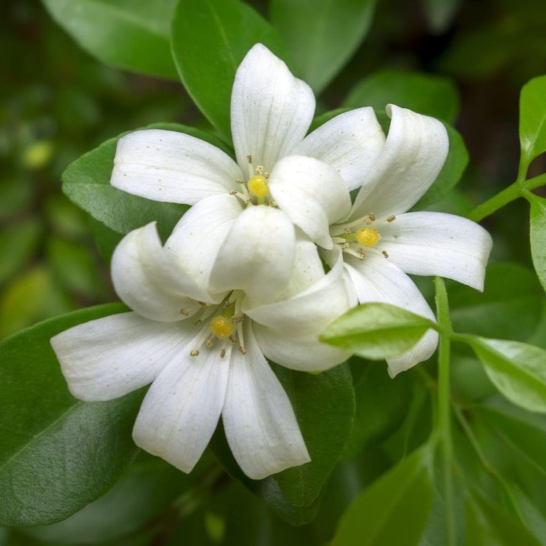 Plantsages Orange Jasmine Plant - Thumbnail 3