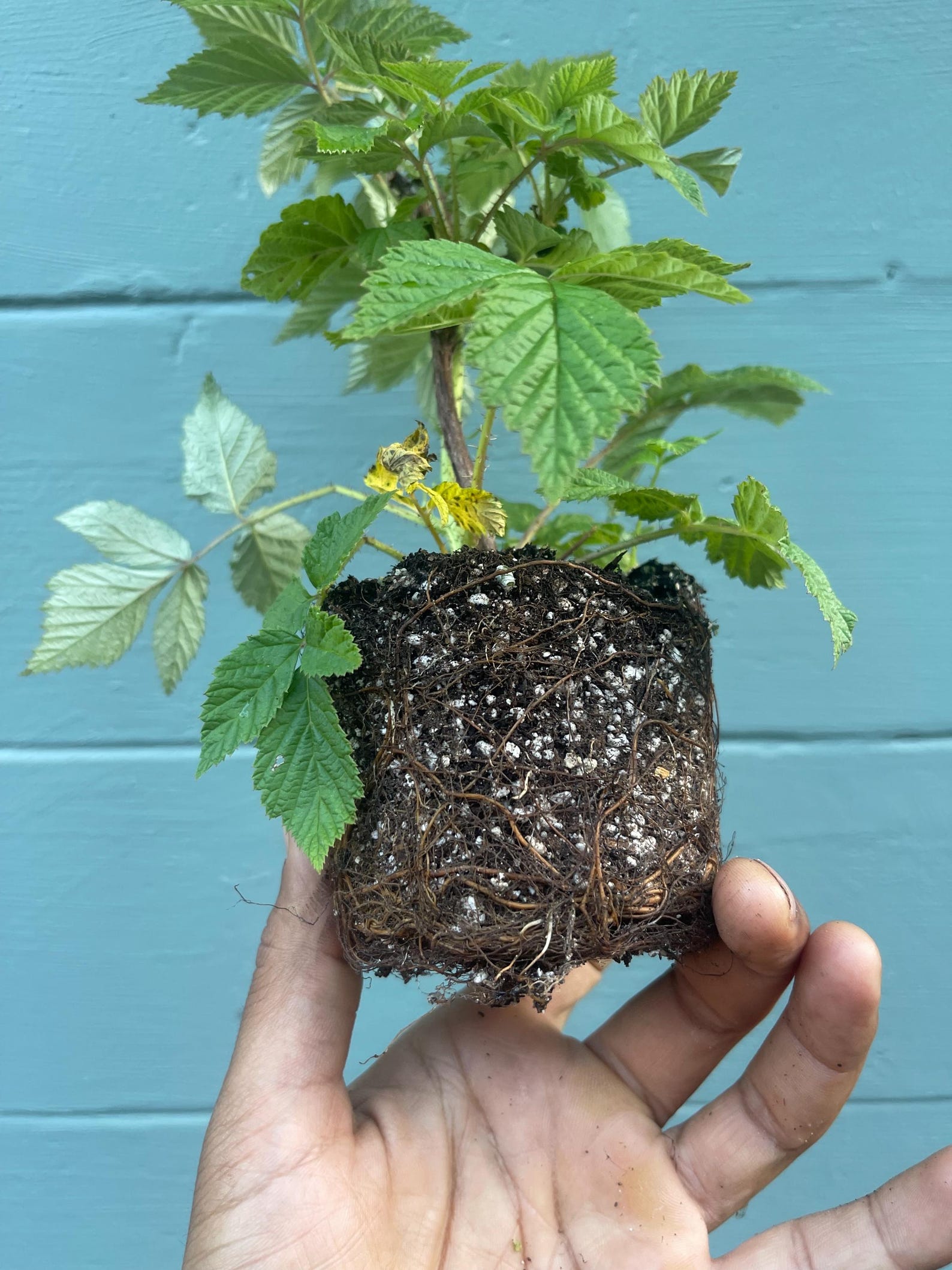 Caroline Raspberry Plant (rubus Idaeus) – Everbearing, Sweet, High ...