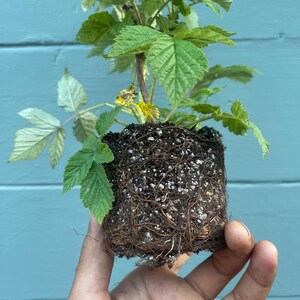 May include: A small raspberry plant with vibrant green leaves and a brown stem. The plant is held in a hand, revealing the root system and soil. The background is a blue wooden surface.