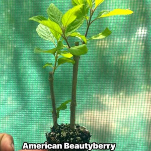 May include: A young American Beautyberry plant, also known as Callicarpa americana, with vibrant green leaves and stems. The plant is held in a small pot of soil, ready for planting. The text "American Beautyberry (Callicarpa americana)" is visible.