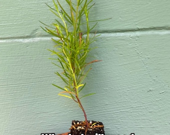 Whorled Milkweed (Asclepias verticillata) – Native Monarch Host Plant