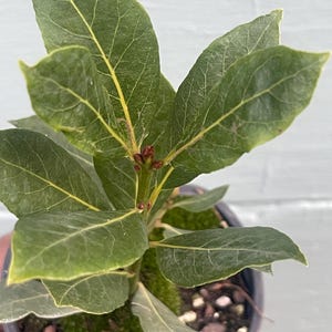 May include: A close-up of a small potted bay laurel plant. The plant has several large, green leaves with visible veins. The leaves are a vibrant green color. The plant is in a small black pot, and the soil is covered with green moss.