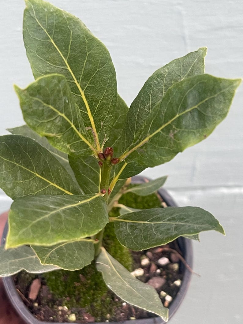 May include: A close-up of a small potted bay laurel plant. The plant has several large, green leaves with visible veins. The leaves are a vibrant green color. The plant is in a small black pot, and the soil is covered with green moss.