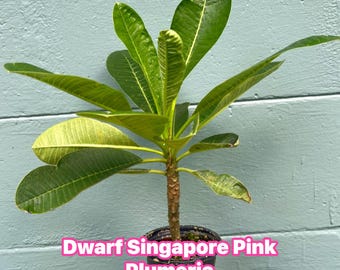 Dwarf Singapore Pink Plumeria Live Plant