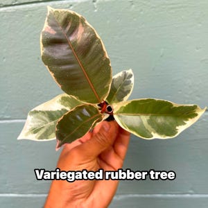 May include: A close-up of a variegated rubber tree plant. The leaves are green with white and pink variegation. The text "Variegated rubber tree" is displayed in a white font at the bottom of the image.
