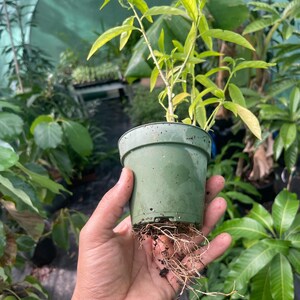 Night Blooming Jasmine Plant (Cestrum nocturnum) - Fragrant Outdoor Flowering Plant for Garden bild 8
