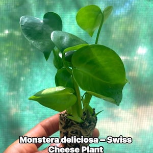 plant monstera Monstera deliciosa  The Victorian Atlanta
