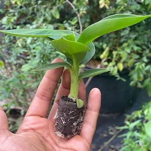 May include: A small green plant with large leaves is held in a hand. The plant's stem is visible, emerging from a dark brown soil plug with visible roots. The background is blurred, showing other plants.
