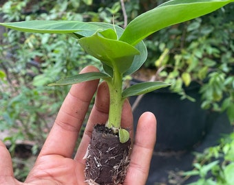 Musa Truly Tiny -the smallest edible banana variety