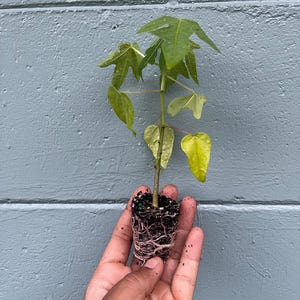 May include: A small papaya plant with green leaves and a visible root system is held in a hand against a blue-gray wall. The plant's leaves have a distinctive shape, and the roots are surrounded by soil.
