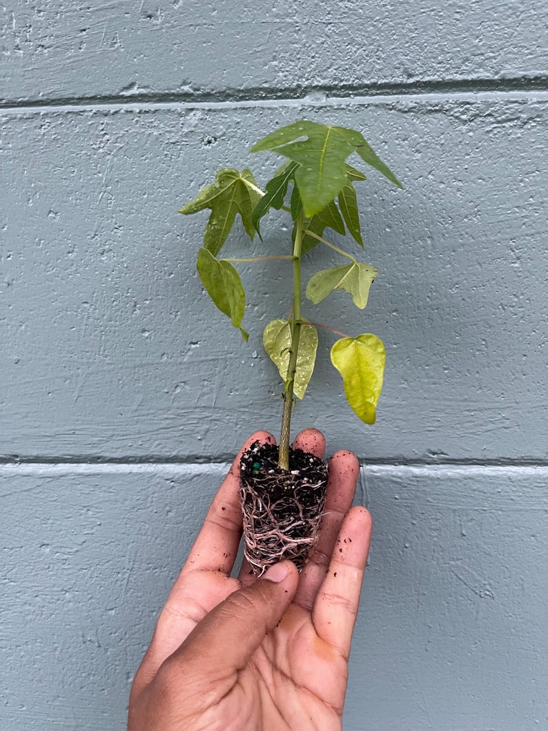 May include: A small papaya plant with green leaves and a visible root system is held in a hand against a blue-gray wall. The plant's leaves have a distinctive shape, and the roots are surrounded by soil.