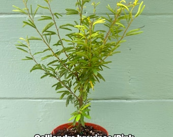 Calliandra brevipes ‘Pink Lilian’ – Brazilian Pink Powder Puff Plant – Hummingbird Butterfly Attractor