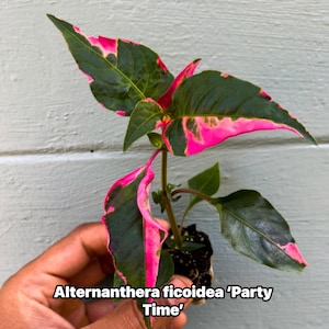 Alternanthera Party Time Plant – Pink Variegated Ornamental Houseplant