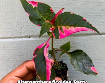 Alternanthera Party Time Plant – Pink Variegated Ornamental Houseplant