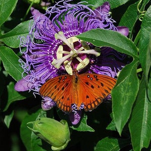May include: A vibrant purple passionflower with a delicate orange butterfly perched on its petals. The flower has a intricate center with yellow and white markings. The butterfly's wings are spread wide, showcasing its orange and black pattern.