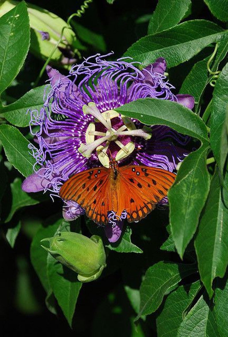 May include: A vibrant purple passionflower with a delicate orange butterfly perched on its petals. The flower has a intricate center with yellow and white markings. The butterfly's wings are spread wide, showcasing its orange and black pattern.