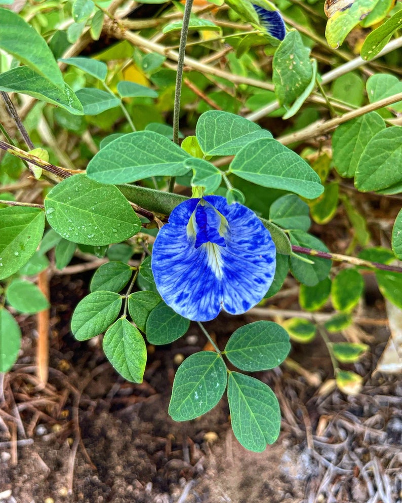 Butterfly Pea Flower Seeds Etsy