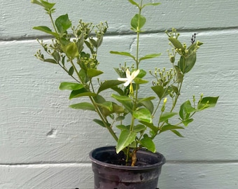 Indian Jui Jasmine – Jasminum molle