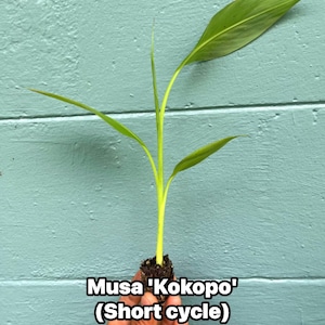 May include: A young Musa 'Kokopo' banana plant seedling with a bright yellow-green stem and three elongated, pointed green leaves. The base of the plant features a small, dark brown soil root ball. The text 'Musa 'Kokopo' (Short cycle)' is visible.