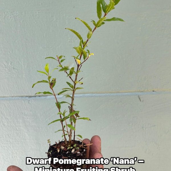 Granada enana ‘Nana’ – Arbusto frutal miniatura – Planta viva – Fruto ornamental comestible – Ideal para macetas