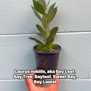 May include: A small potted bay laurel plant with green leaves. The plant is in a black pot and is held in front of a light blue wooden background. Text on the image reads: Laurus nobilis, aka Bay Leaf, Bay Tree, Bayleaf, Sweet Bay, Bay Laurel.