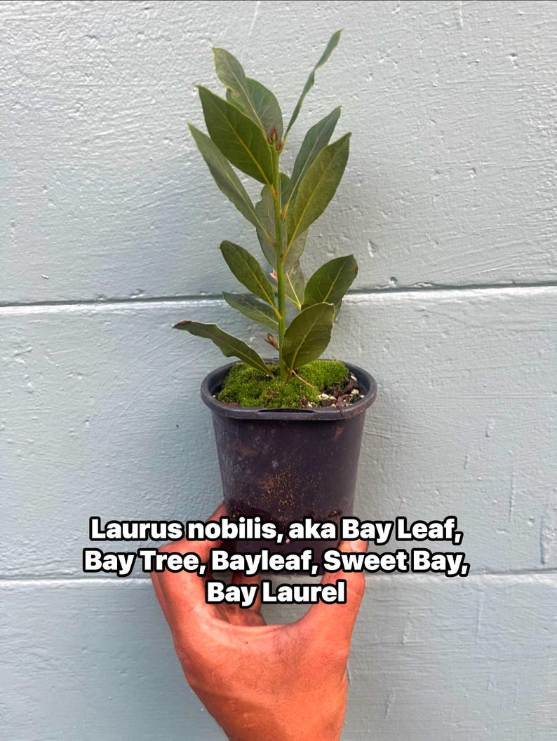 May include: A small potted bay laurel plant with green leaves. The plant is in a black pot and is held in front of a light blue wooden background. Text on the image reads: Laurus nobilis, aka Bay Leaf, Bay Tree, Bayleaf, Sweet Bay, Bay Laurel.