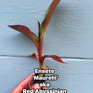 Red Abyssinian Banana Plant (Ensete maurelii)