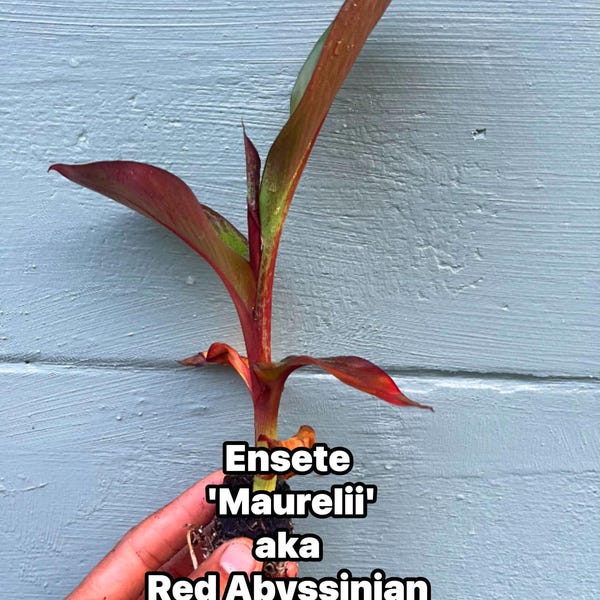 Red Abyssinian Banana Plant (Ensete maurelii)