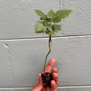 Pode incluir: Uma pequena estaca de planta verde com um caule fino e ereto e v&aacute;rias folhas serrilhadas de cor verde-clara. A base da planta est&aacute; envolvida num torr&atilde;o de terra escura e compacta, com ra&iacute;zes vis&iacute;veis na parte inferior da bola de ra&iacute;zes.