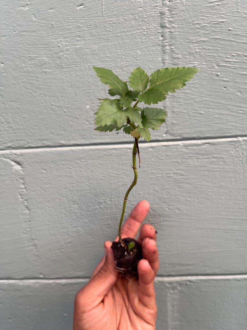 Pode incluir: Uma pequena estaca de planta verde com um caule fino e ereto e v&aacute;rias folhas serrilhadas de cor verde-clara. A base da planta est&aacute; envolvida num torr&atilde;o de terra escura e compacta, com ra&iacute;zes vis&iacute;veis na parte inferior da bola de ra&iacute;zes.