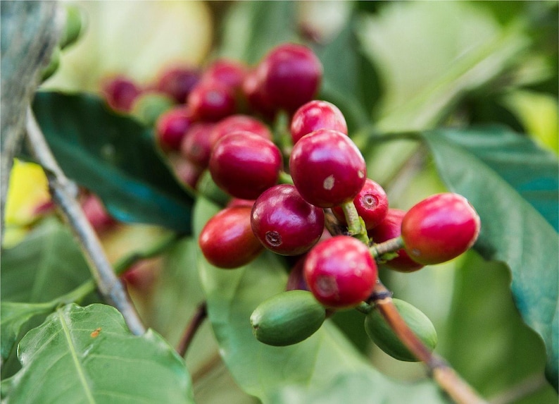 Plantsages Coffea Arabica Coffee Plant