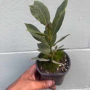 May include: A small potted bay laurel plant with vibrant green leaves. The plant is in a black plastic pot, held by a hand. The leaves are long and oval-shaped, with visible veins. The plant is surrounded by green moss.