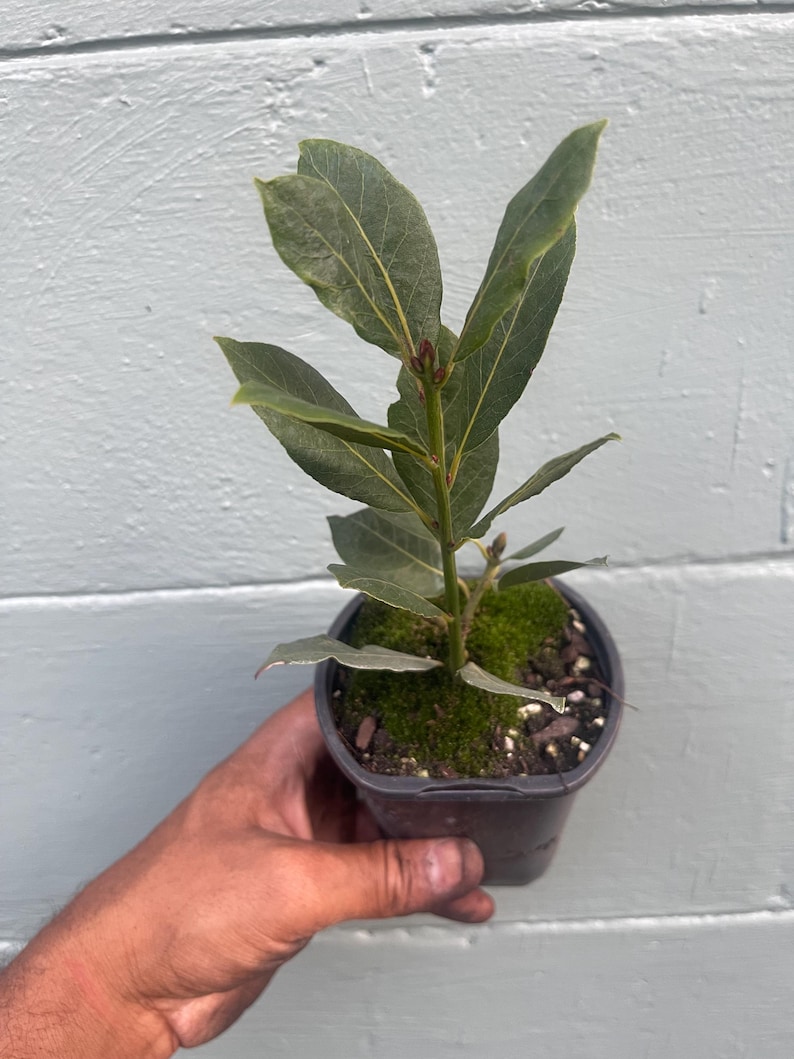May include: A small potted bay laurel plant with vibrant green leaves. The plant is in a black plastic pot, held by a hand. The leaves are long and oval-shaped, with visible veins. The plant is surrounded by green moss.