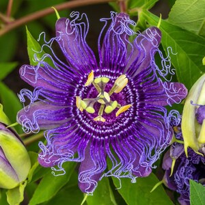 May include: A close-up of a purple passionflower with yellow and green accents in the center. The flower is surrounded by green leaves and two unopened buds.