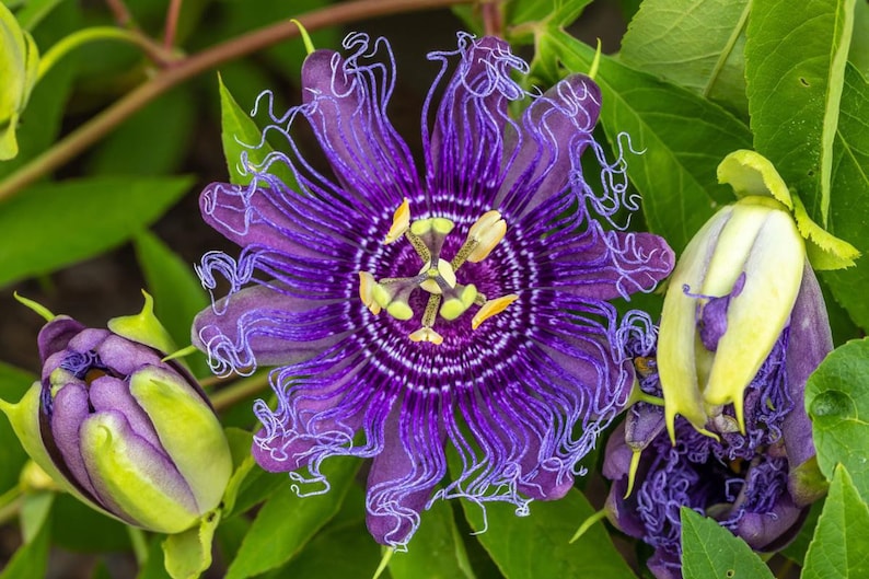 May include: A close-up of a purple passionflower with yellow and green accents in the center. The flower is surrounded by green leaves and two unopened buds.