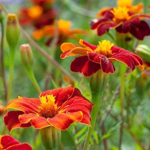 May include: Close-up of red and orange marigold flowers in bloom. The flowers have a yellow center and are surrounded by green foliage.