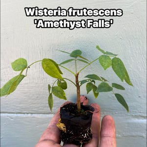 May include: A small Wisteria frutescens 'Amethyst Falls' plant in a black pot. The plant has green leaves and a brown stem. The text "Wisteria frutescens 'Amethyst Falls'" is displayed at the top of the image.