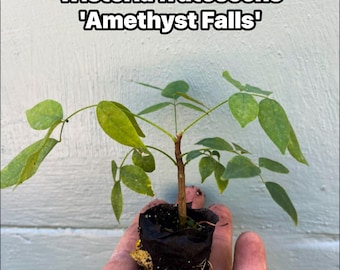 Amethyst Falls Wisteria Vine Live Plant | Native American Wisteria