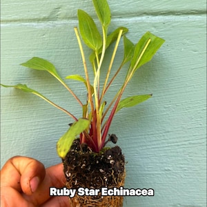 May include: A young Ruby Star Echinacea plant with green leaves and red stems, held in a hand. The plant is in a small root ball of soil. The background is a light blue wooden surface. Text on the image reads "Ruby Star Echinacea."